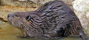 River of Golden Dreams, Wildlife at Twilight Trips